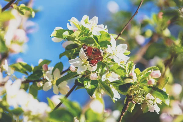 Rami Fioriti Mela Farfalla Siede Fiore Mela Primavera Sfondo Naturale — Foto Stock