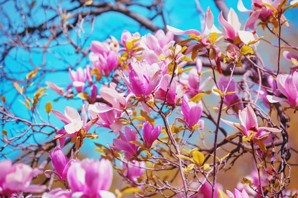Цветущие Цветы Магнолии Весенний Фон — стоковое фото