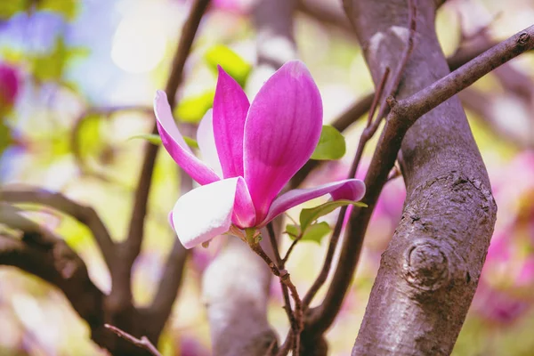 Fiori Magnolia Fiore Sfondo Primavera — Foto Stock