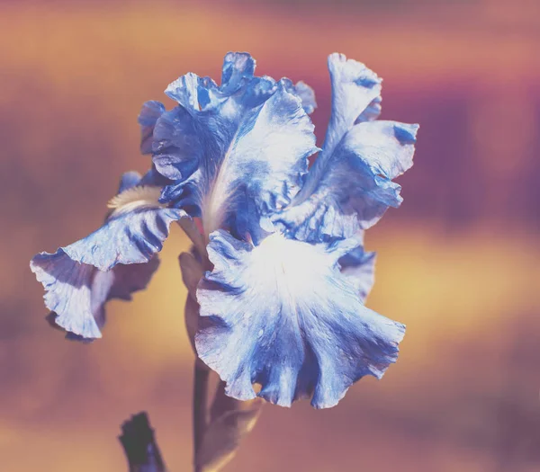 Bloeiende Iris Bloem Zomertuin — Stockfoto