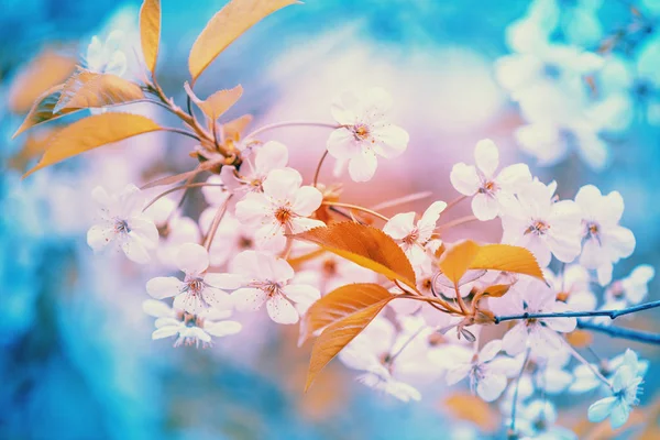 Kwitnienia Wiśniowe Drzewo Gałąź Słoneczny Dzień Wiosny — Zdjęcie stockowe