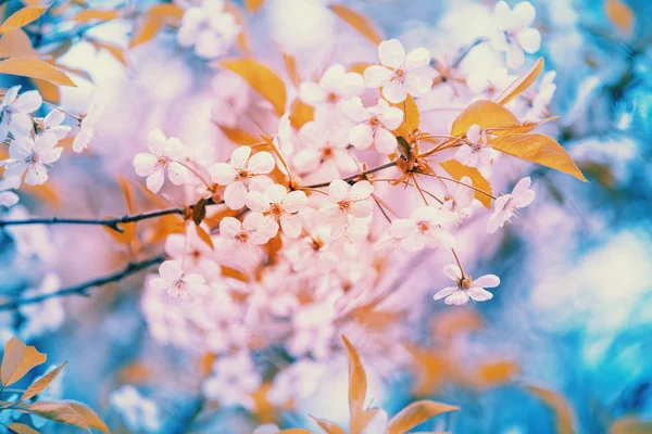 Kvetoucí Třešeň Větev Jarní Slunečný Den — Stock fotografie