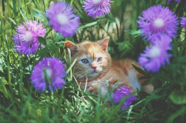 Çiçekler çimlerde oturan sevimli küçük kırmızı kedi yavrusu