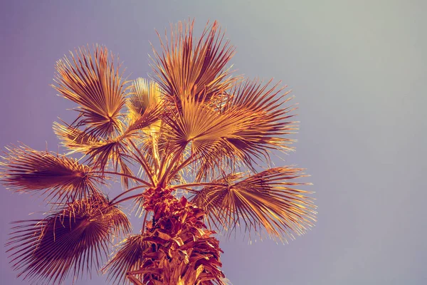 Palmera Contra Cielo Del Atardecer Paisaje Tropical Nocturno — Foto de Stock