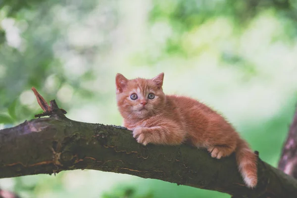 Petit Chaton Rouge Faufilant Sur Arbre Dans Jardin — Photo