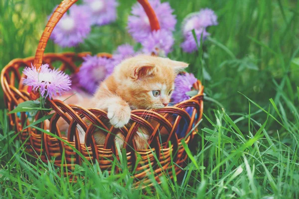 可爱的红色小猫坐在花园草坪上的篮子里 — 图库照片
