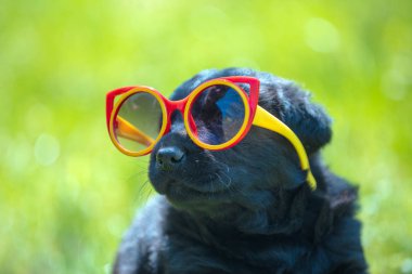 Komik labrador retriever köpek bakışları ile güneş gözlüğü. Açık havada yaz aylarında çim oynayan köpek