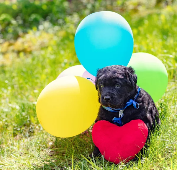 Little Labrador Retriever Puppy Toy Heart Colorful Balloons Dog Sitting — Stock Photo, Image