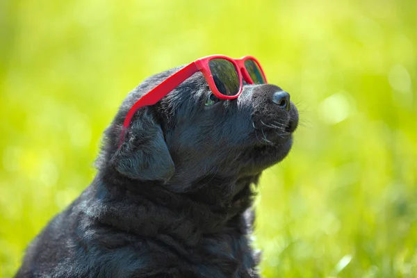 Funny Labrador Retriever Puppy Gaze Sunglasses Dog Playing Outdoors Grass — Stock Photo, Image