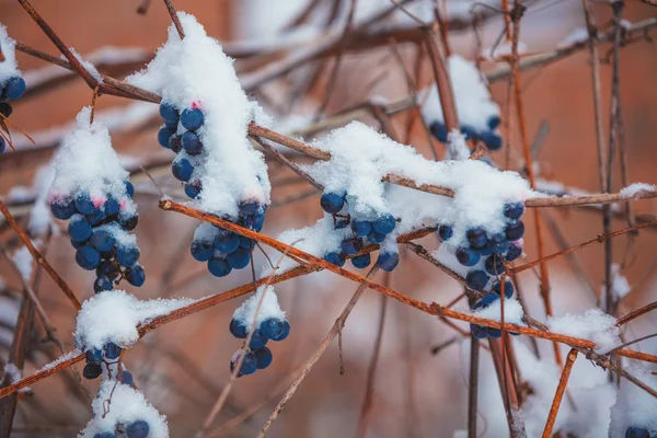 Covered with snow red wine grapes on the grapevine in winter