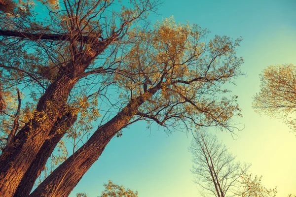 Árboles Altos Contra Cielo Azul Vista Abajo Hacia Arriba —  Fotos de Stock