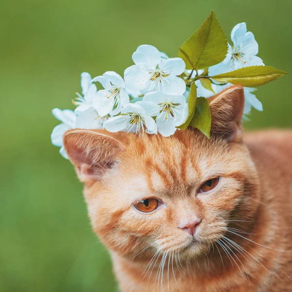 Portret Van Een Kleine Rode Kitten Met Kersen Bloemen Zijn — Stockfoto