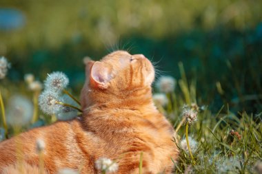 Bir karahindiba alanında yatan küçük bir kırmızı yavru portre. Kedi Bahar sahiptir