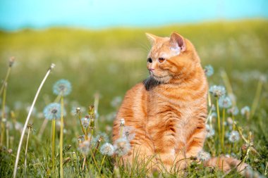 Bir karahindiba alanında yatan küçük bir kırmızı yavru portre. Kedi Bahar sahiptir