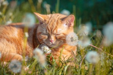 Bir karahindiba alanında uyuyan küçük bir kırmızı yavru portre. Kedi Bahar sahiptir