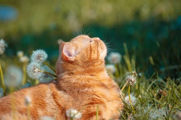 Ritratto Piccolo Gattino Rosso Disteso Campo Tarassaco Gatto Gode Della — Foto Stock