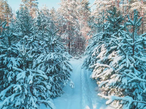 Natur Winter Hintergrund Verschneiter Wald Kiefern Die Mit Schnee Bedeckt — Stockfoto