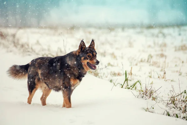 Cane Che Cammina Nel Campo Innevato Una Bufera Neve — Foto Stock