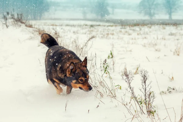 吹雪の中で覆われた野原を歩いている犬 — ストック写真