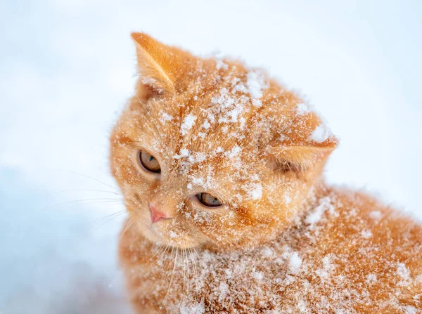 Симпатичный Рыжий Котенок Покрытый Снегом Зимнем Саду — стоковое фото
