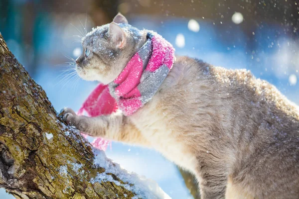 Cat Wearing Knitted Scarf Outdoors Tree Winter Garden — Stock Photo, Image