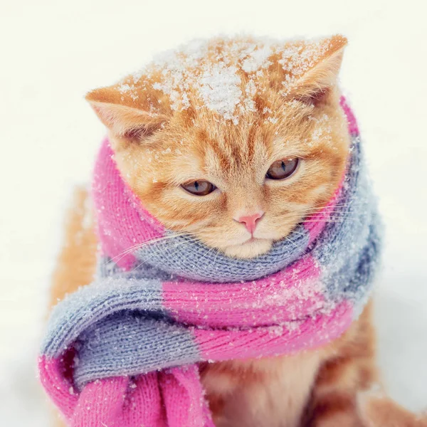 Portrait Little Red Kitten Wearing Knitted Scarf Outdoors Winter — Stock Photo, Image
