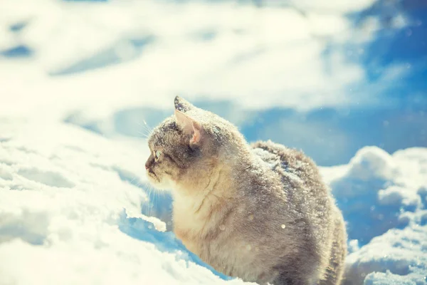 Милая Сиамская Кошка Гуляет Глубокому Снегу Зимнем Саду — стоковое фото
