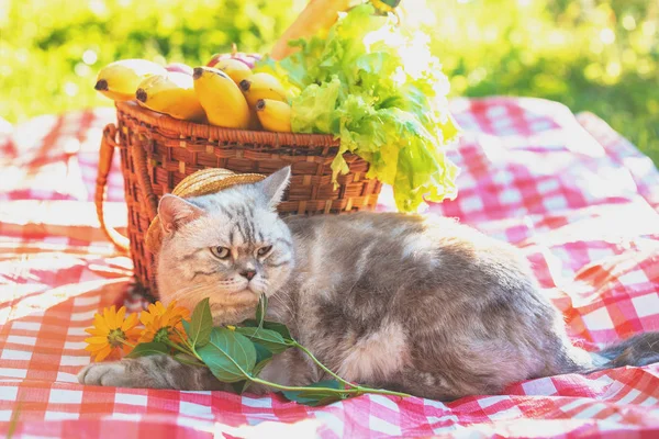 The cat is sitting on a blanket near a picnic basket in the summer