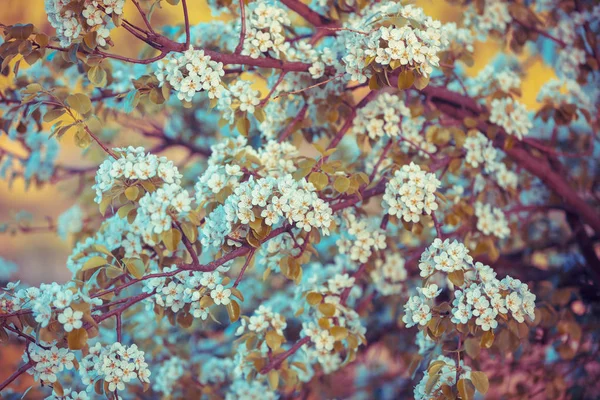 果樹園で開花ナシのビンテージ分岐します 春の自然の背景 — ストック写真