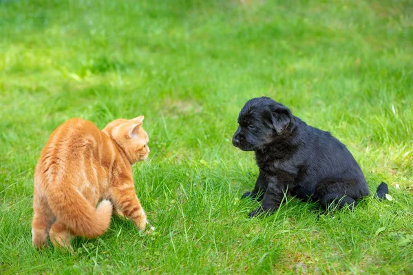 Funny animals. Little black puppy and red kitten playing together on the grass in the summer garden