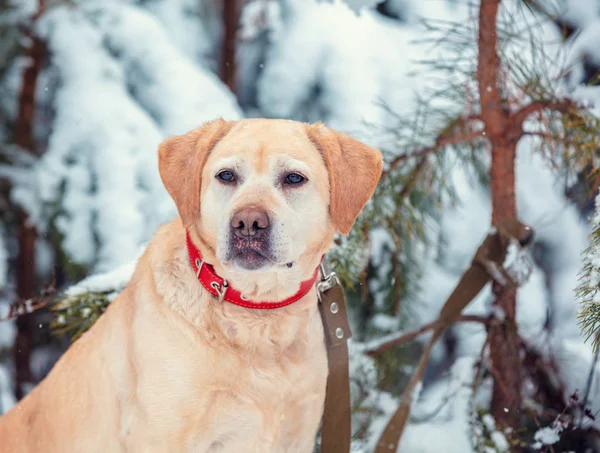 Labrador Retriever Perro Sienta Invierno Bosque Pinos Nevados —  Fotos de Stock