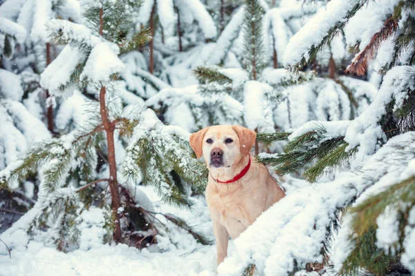 Лабрадор Ретривер Собака Сидит Зимой Заснеженном Сосновом Лесу — стоковое фото