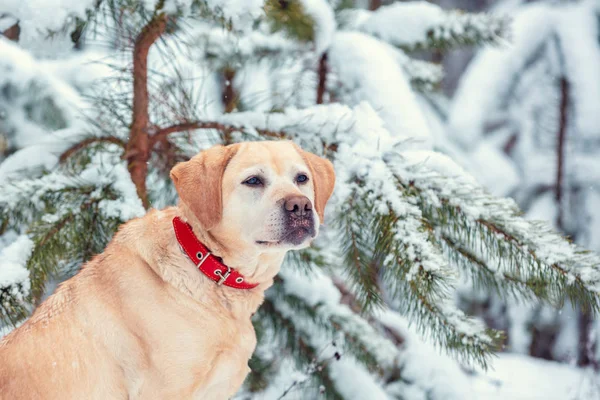 Labrador Retriever Perro Sienta Invierno Bosque Pinos Nevados —  Fotos de Stock