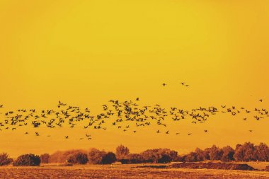 Akşam agamon Hahula doğa rezerv uçan kuşlar sürüsü. Gün batımında Kuzey İsrail'de Hula Vadisi