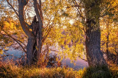 Göl kıyısındaki yaşlı ağaçlar. İlkbaharda vahşi bir göl. Gün batımında vahşi doğa.