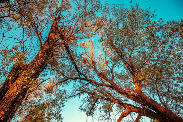 Bottom View Old Trees Blue Sky — Stock Photo, Image