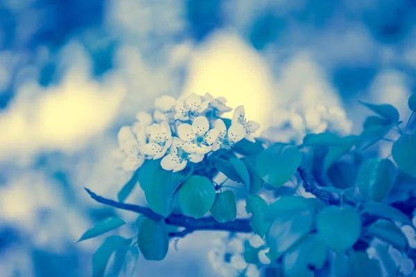 Niebieski Rocznika Gałęzi Kwitnących Gruszy Drzewa Wiosenne Tło Przyrodnicze Niebieskie — Zdjęcie stockowe