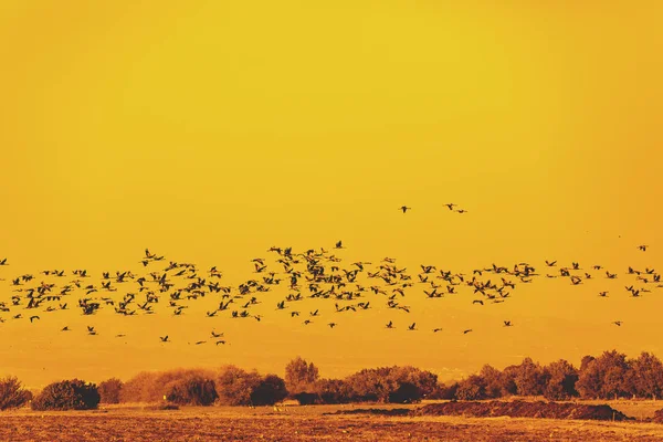 Flokk Flygende Fugler Agamon Hahula Naturreservat Kvelden Hula Valley Det – stockfoto