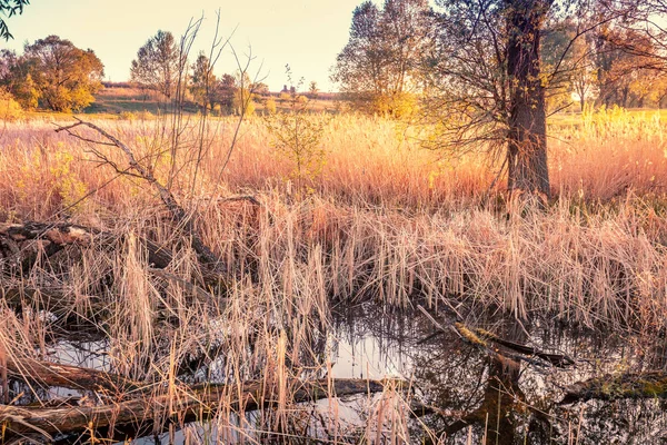 Árvores Velhas Margem Lago Lago Selvagem Primavera Selvagem Pôr Sol — Fotografia de Stock