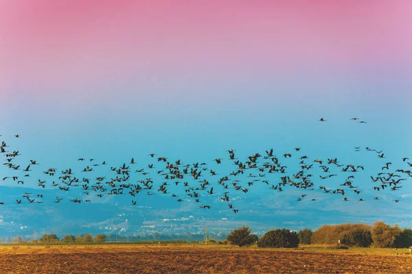 A flock of flying birds in Agamon HaHula nature reserve in the evening. Hula Valley in northern Israel at sunset