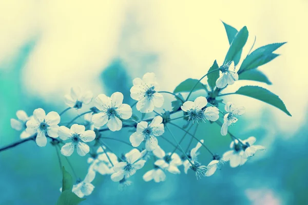 Красочная Винтажная Ветвь Цветущей Яблони Весенний Природный Фон Синий Оттенок — стоковое фото