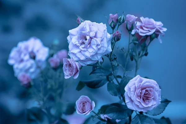Roseiras Jardim Azul Vintage Flor Natureza Fundo — Fotografia de Stock