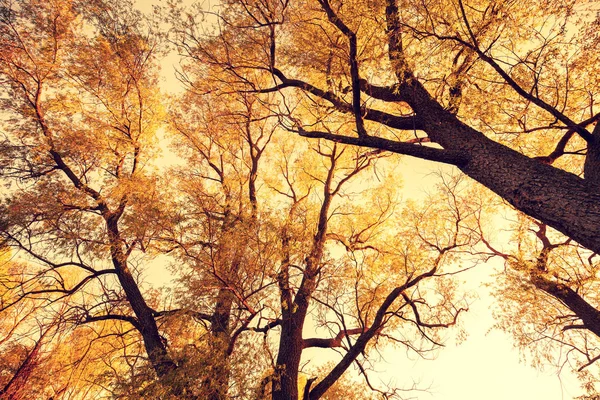 Nederst Ser Man Høye Trær Med Gule Blader Mot Himmelen – stockfoto