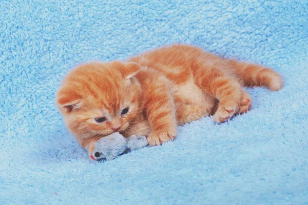 可爱的红色小猫玩玩具鼠标在蓝色毯子上 — 图库照片