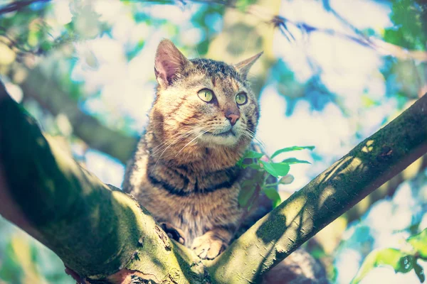 Niedliche Katze Sitzt Einem Ast Eines Baumes Einem Garten — Stockfoto