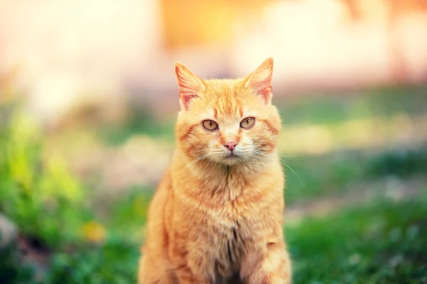 夏日花园中一只红猫坐在草地上的肖像 猫看着相机 — 图库照片