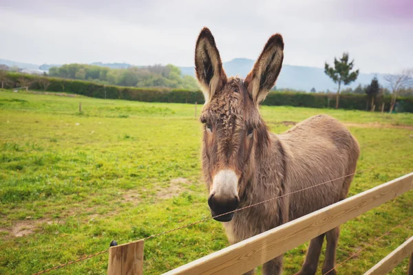 Portrait Donkey Meadow — Stock Photo, Image