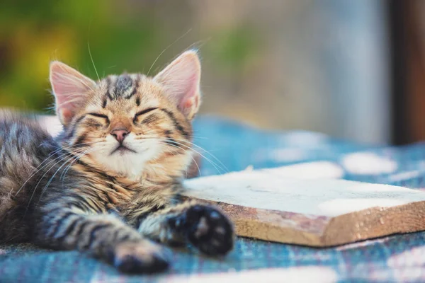 Bonito Gatinho Siberiano Está Descansando Quintal — Fotografia de Stock