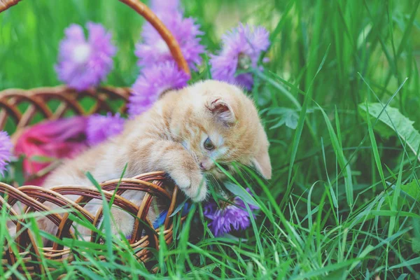 Niedliche Kleine Rote Kätzchen Sitzen Einem Korb Auf Einem Blumenrasen — Stockfoto