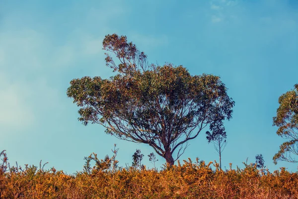 Евкаліптове Дерево Тлі Блакитного Неба — стокове фото